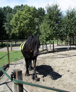 longeren dubbele lijnen