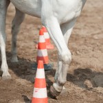 paard pionen