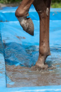 paard voeten waterbak