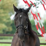 paard zwart sliert gordijn