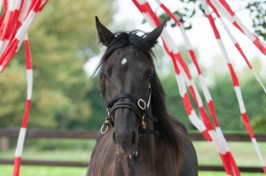 paard zwart sliert gordijn